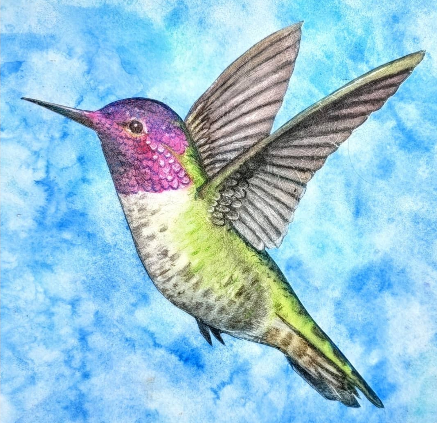 Hummingbird