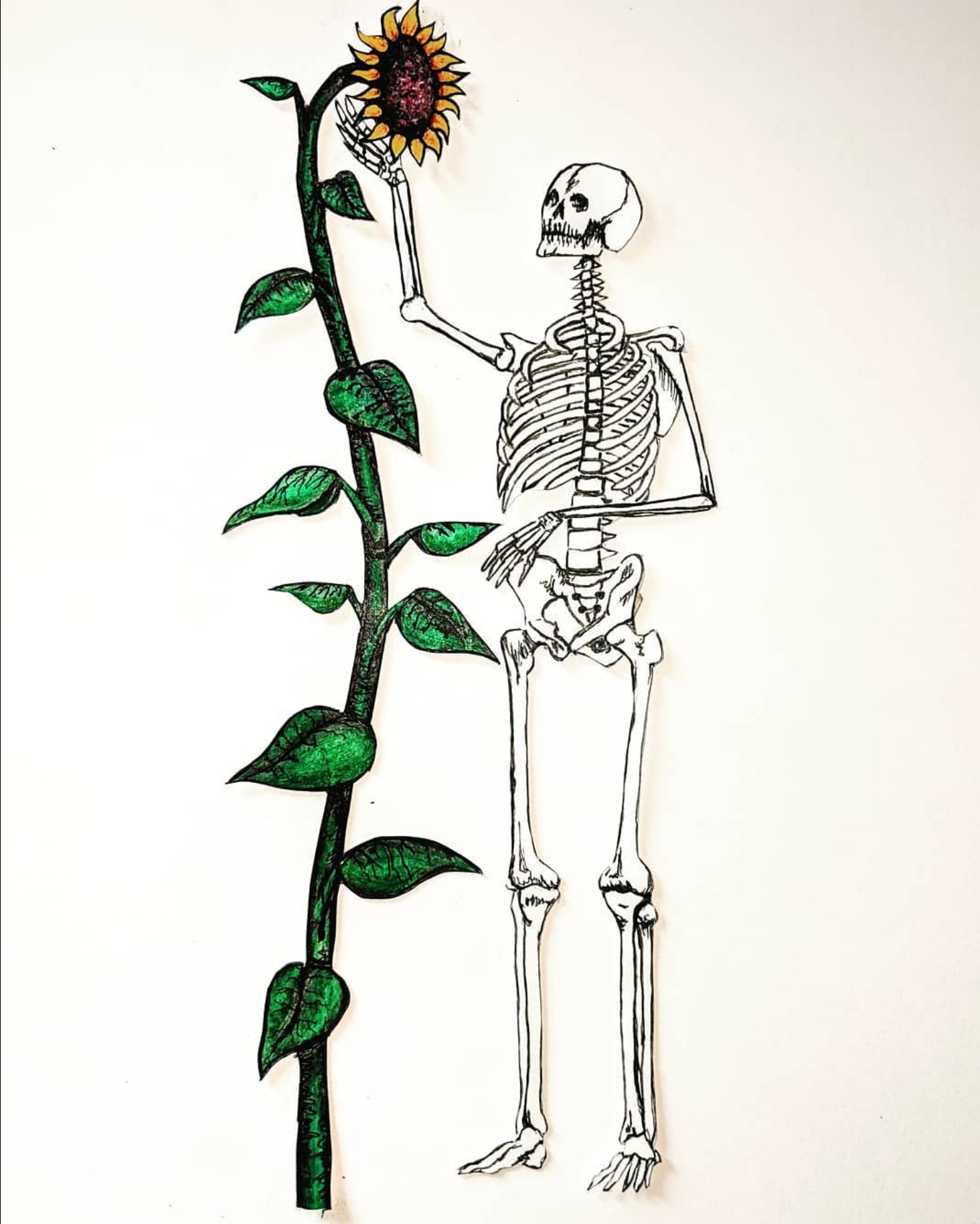 Sunflower