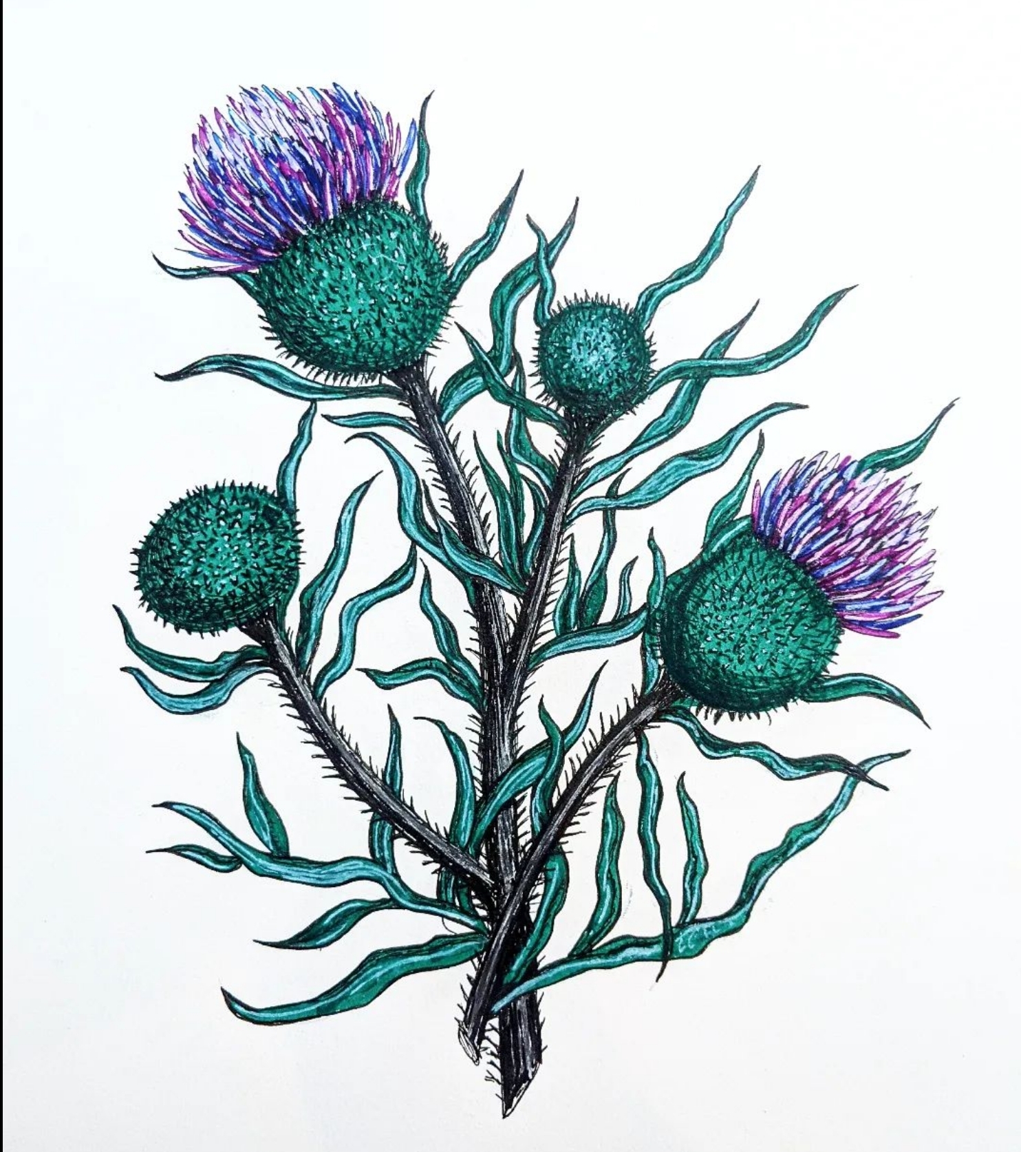 The Thistle